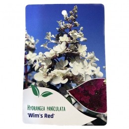 HortensiaPaniculataWimsRed-Warentuinnatuurlijk
