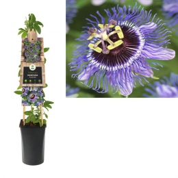KlimplantPassifloraPurpleRain75cm-Vanderstarre