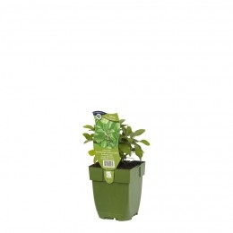 SaliekruidSalviaofficinalisBerggarten-Griffioen