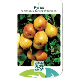 PyrusCommunisGieserWildeman-Oosterikhome