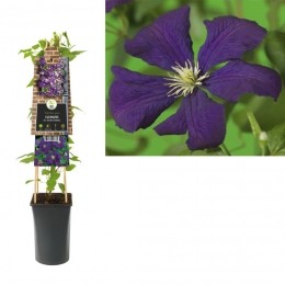 KlimplantClematisvitEtoileViolette75cm-Vanderstarre