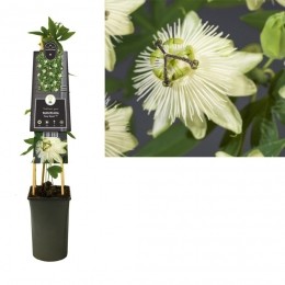 KlimplantPassifloraSnowQueenPBR75cm-Vanderstarre