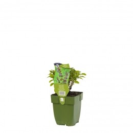 EchtesaliekruidSalviaofficinalis-Griffioen