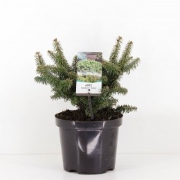 Abiesbalsemeanana40cm-Warentuinnatuurlijk