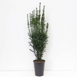 Taxusmediahillii60-80cm-Warentuinnatuurlijk