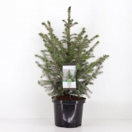 Piceaomorika50-60cm-Warentuinnatuurlijk