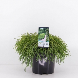 Chamaecyparispisfiliferanana30cm-Warentuinnatuurlijk