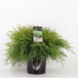 Microbiotadecussata40-50cm-Warentuinnatuurlijk
