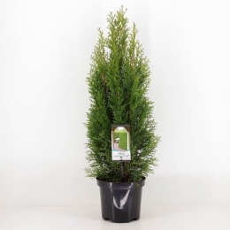 Thujaoccidentalissmaragd40-60cm-Warentuinnatuurlijk