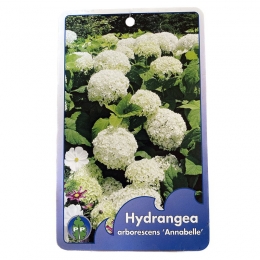 HortensiaArborescensAnnabelle-Warentuinnatuurlijk