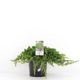 Juniperusprocumbensnana30cm-Warentuinnatuurlijk