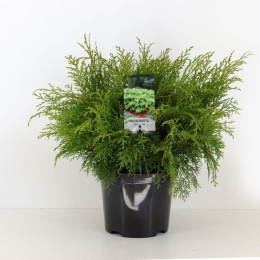 Microbiotadecussata30-40cm-Warentuinnatuurlijk