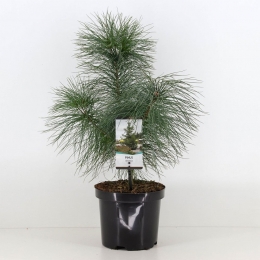 Pinusstrobus-Warentuinnatuurlijk
