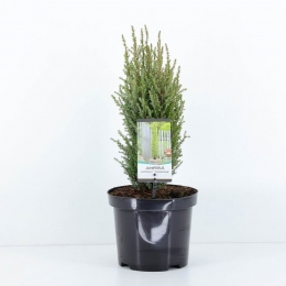 Juniperuscommuniscompressa55cm-Warentuinnatuurlijk
