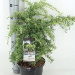 Cedrusdeodaragoldenhorizon60cm-Warentuinnatuurlijk