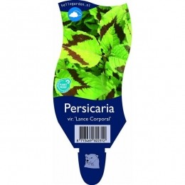 PersicariavirLanceCorporal-Griffioen