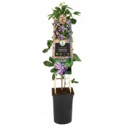 KlimplantPassifloraBettyMilesYoungpassiebloem-Vanderstarre