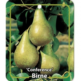 PyrusCommunisBirneConference-Oosterikhome
