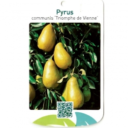 PyrusCommunisTriomphedeVienne-Oosterikhome