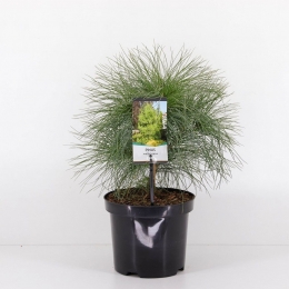 Pinuswallichiana-Warentuinnatuurlijk