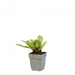 PulmonarialongifoliaDianaClare-Griffioen