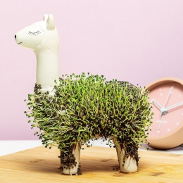 Lamabloempotmetzaadjes