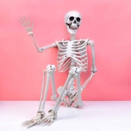 Levensgrootskelet170cm
