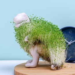 Dinobloempotmetzaadjes