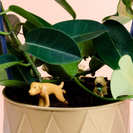 Bloempothondensetvan4