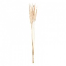 Pampaspluim6stuks-crme-75cm-LeenBakker