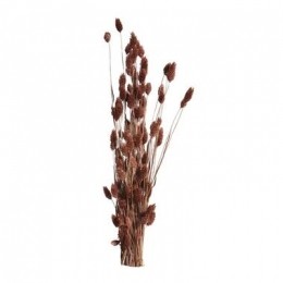 DroogbloemenPhalaris-bruin-76cm