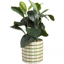 PlantInPotCarreauxGroen