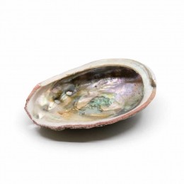 AbaloneSchelp-Medium-70tot90mm