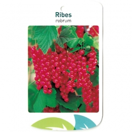 FruitplantRibusRubrumfruitboomAalbesOosterikHome-Oosterikhome
