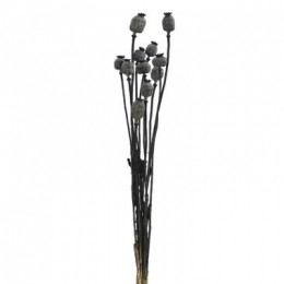 DroogbloemenPapaverboekethollandzwart-58cm-LeenBakker