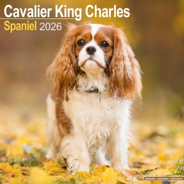 Kalender2026CavalierKingCharles