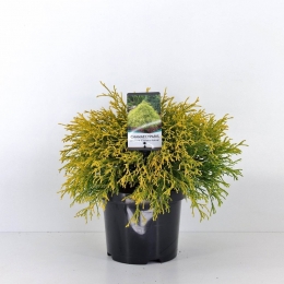 Chamaecyparispisfiliferaaurea30cmConifeerSchijncipresWarentuinNatuurlijk-Warentuinnatuurlijk