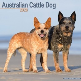 Kalender2026AustralianCattleDog