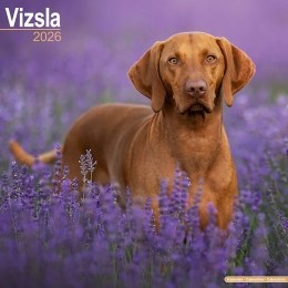 Kalender2026Vizsla