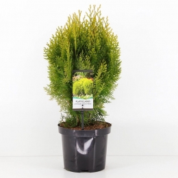 PlatycladusorientaureananaConifeerOosterselevensboomWarentuinNatuurlijk-Warentuinnatuurlijk