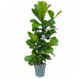 FicusLyrataMultistamIPotmaat24H90-110kamerplantBeautanicLifestyle-Beautaniclifestyle