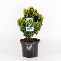 Chamaecyparisobtnanaaurea40cmConifeerJapansedwergcipresWarentuinNatuurlijk-Warentuinnatuurlijk