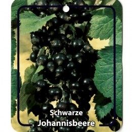 RibusNigrumSchwarzeJohannisbeeren-Oosterikhome