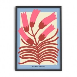 PSTRstudio-Madelen-HesperaloeParviflora