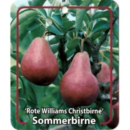 PyrusCommunisRoteWilliamsChristbirnefruitboomPeerOosterikHome-Oosterikhome