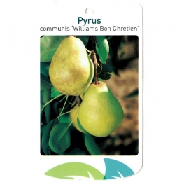 PyrusCommunisWilliamsBonChretienfruitboomPeerOosterikHome-Oosterikhome