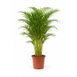 OutletFArecapalm-Goudpalm140-160cm-WarentuinCollection