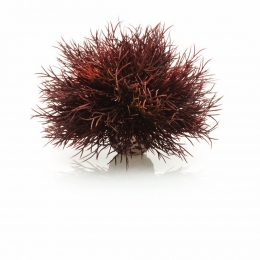 AquariumtoebehorenzeeleliedonkerroodbiOrb-Biorb