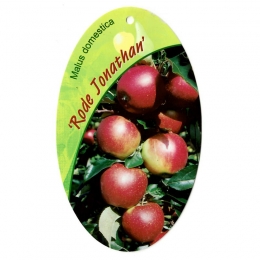 MalusDomesticaRodeJonathanfruitboomAppelOosterikHome-Oosterikhome