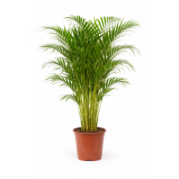 OutletFArecapalm-Goudpalm140-160cm-WarentuinCollection